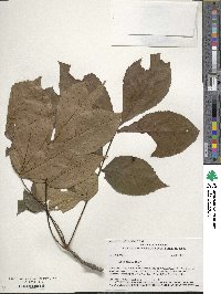 Carya texana image