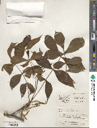 Carya texana image