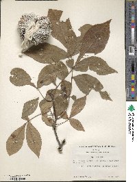 Carya texana image