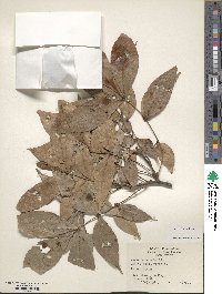 Carya texana image