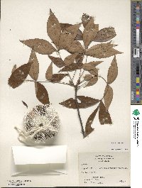 Carya texana image