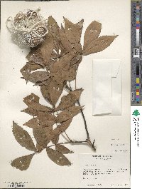 Carya texana image