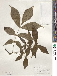 Carya texana image