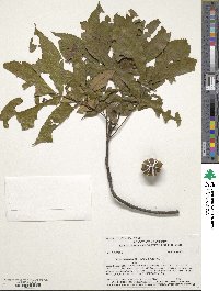 Carya pallida image