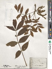 Carya laciniosa image