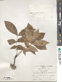 Carya texana image