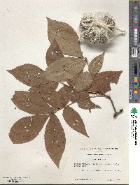 Carya texana image