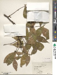 Carya texana image