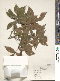 Carya texana image