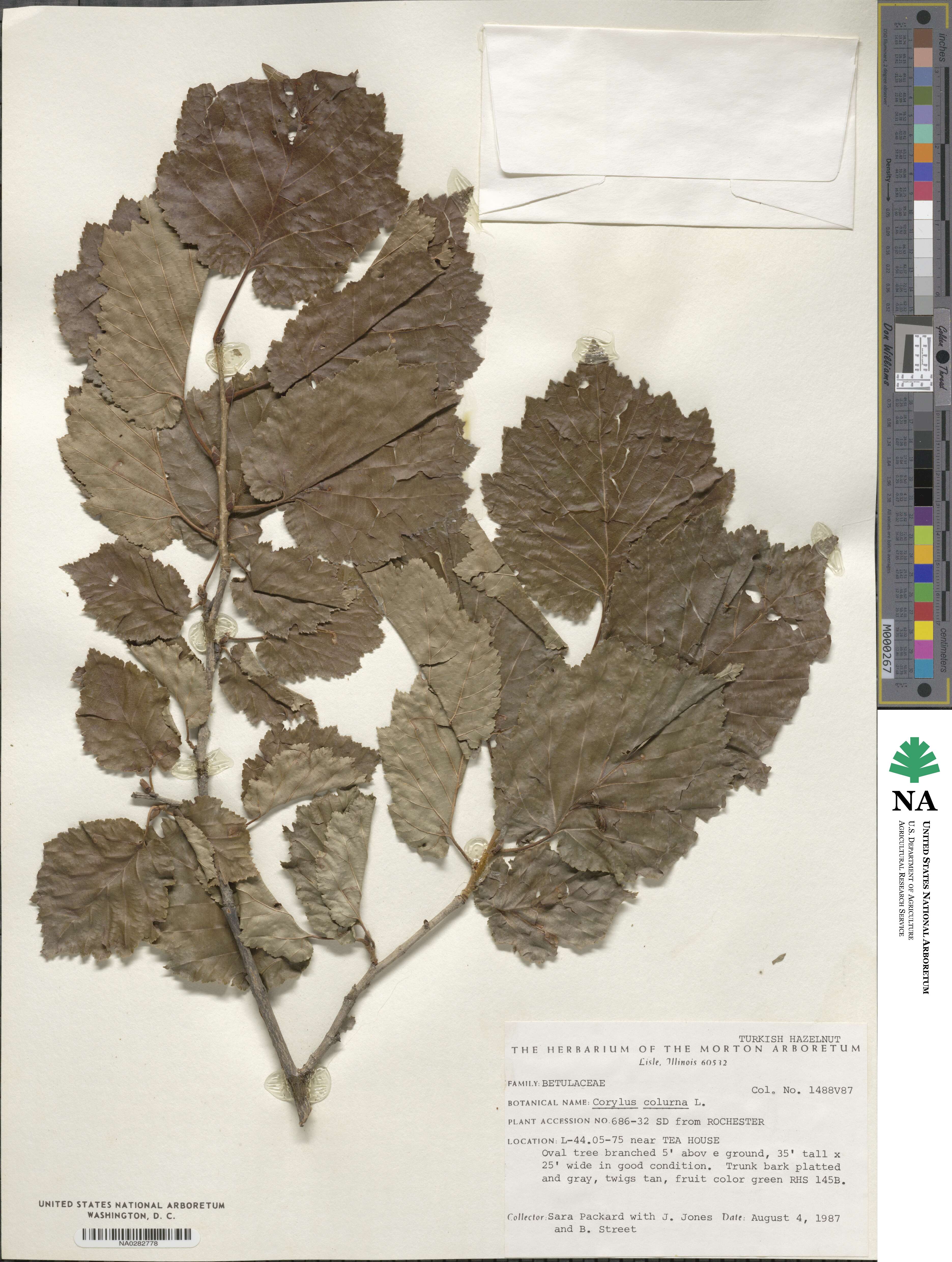 Corylus colurna image