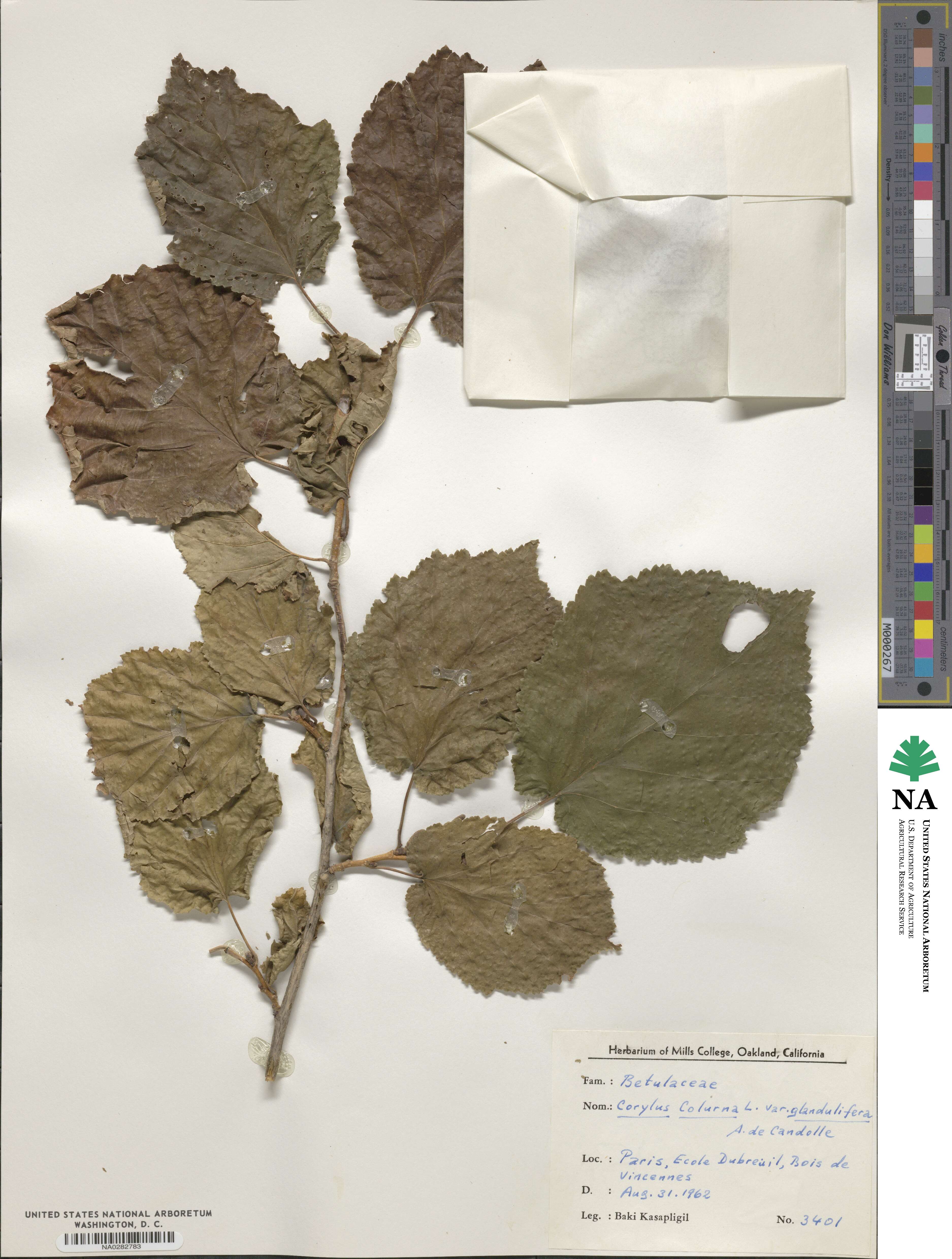 Corylus colurna var. glandulifera image