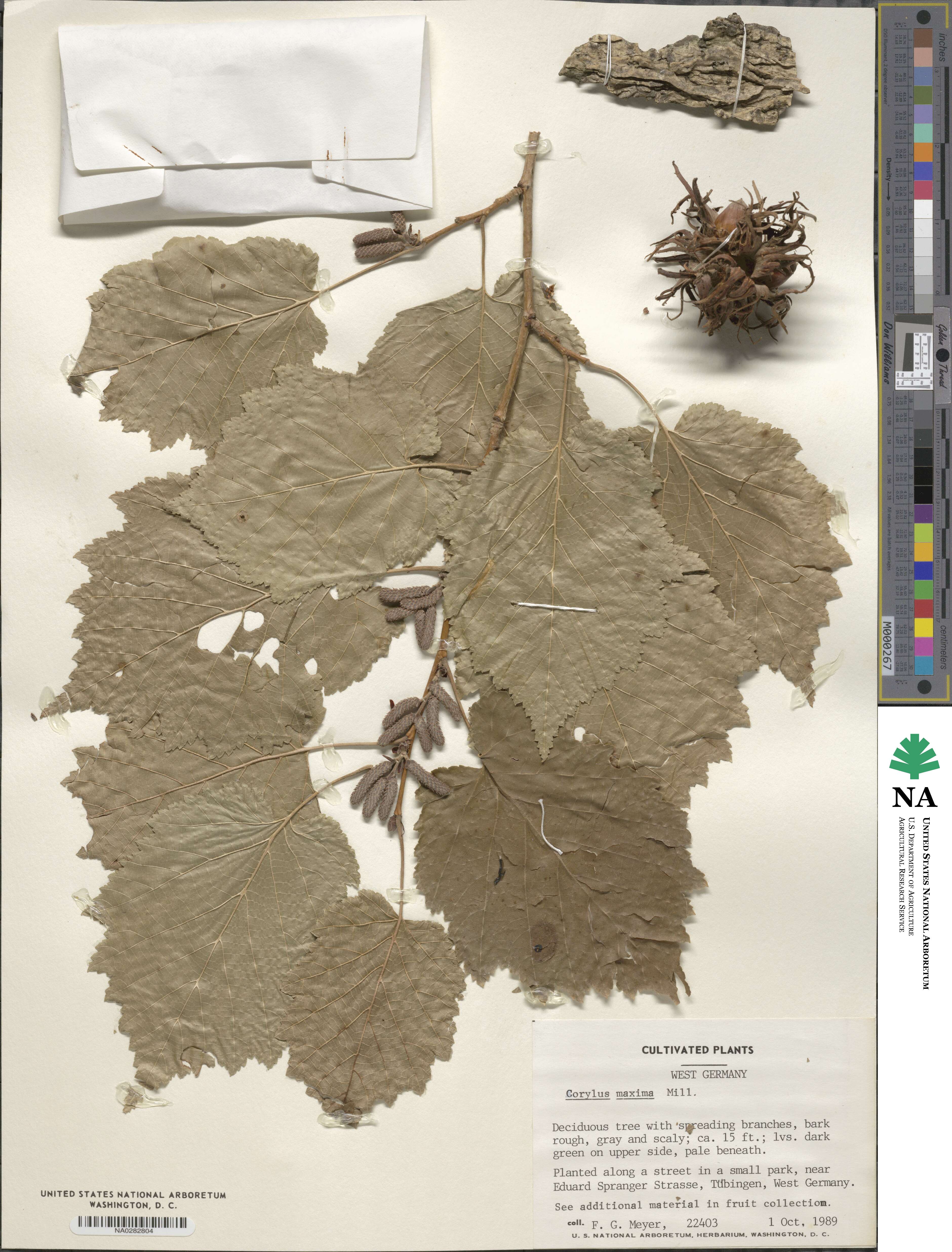 Corylus maxima image