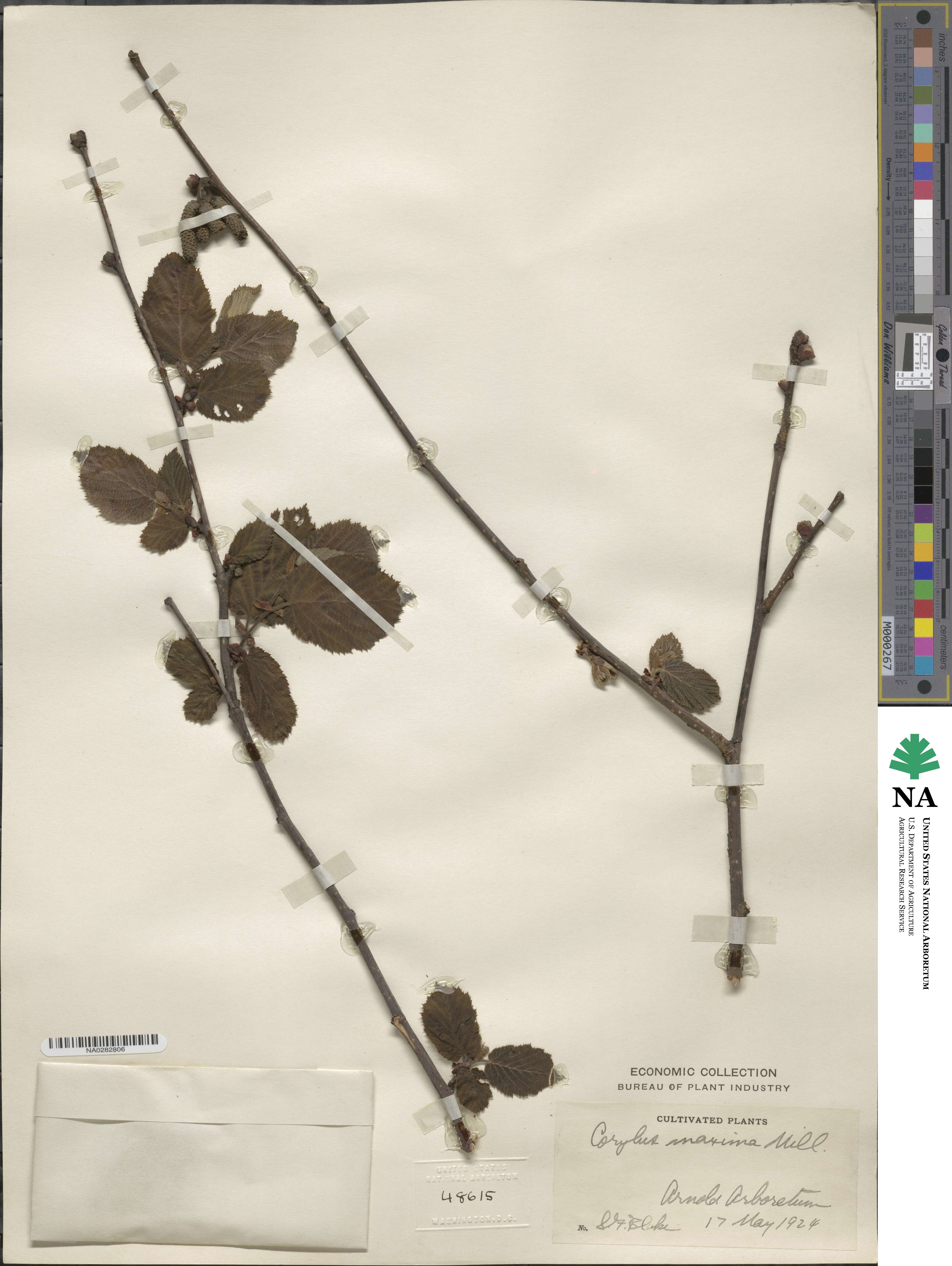 Corylus maxima image