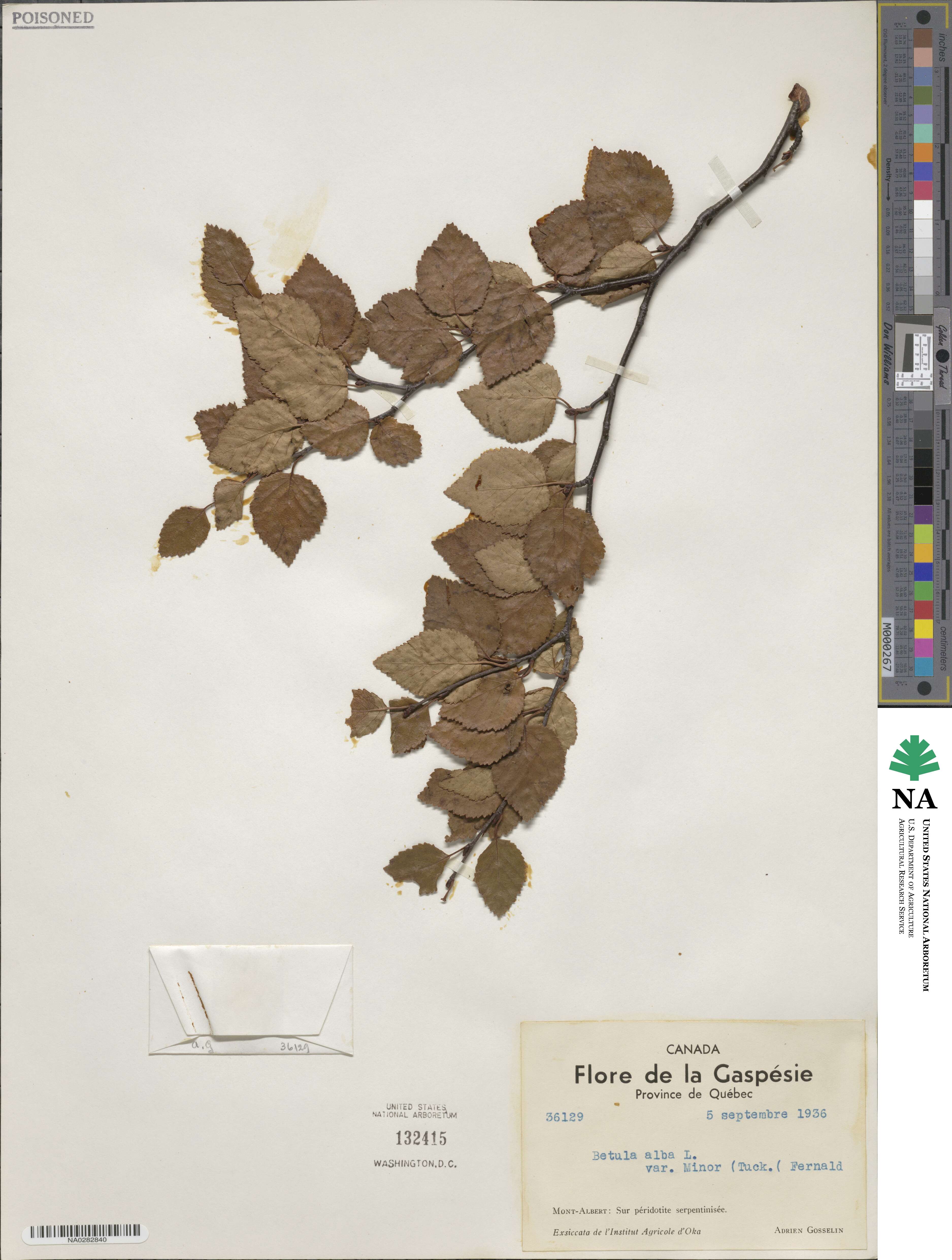 Betula × minor image
