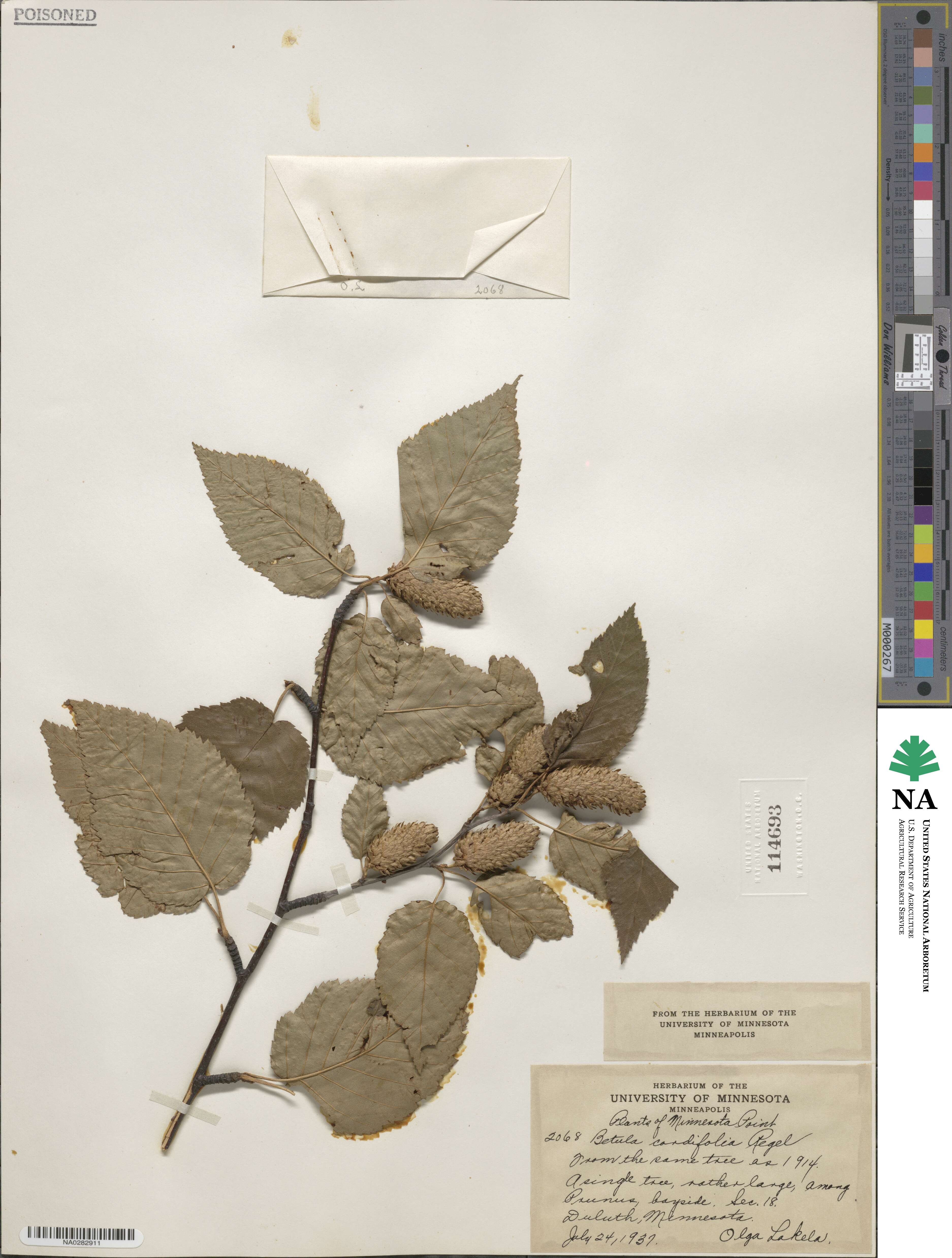 Betula cardifolia image