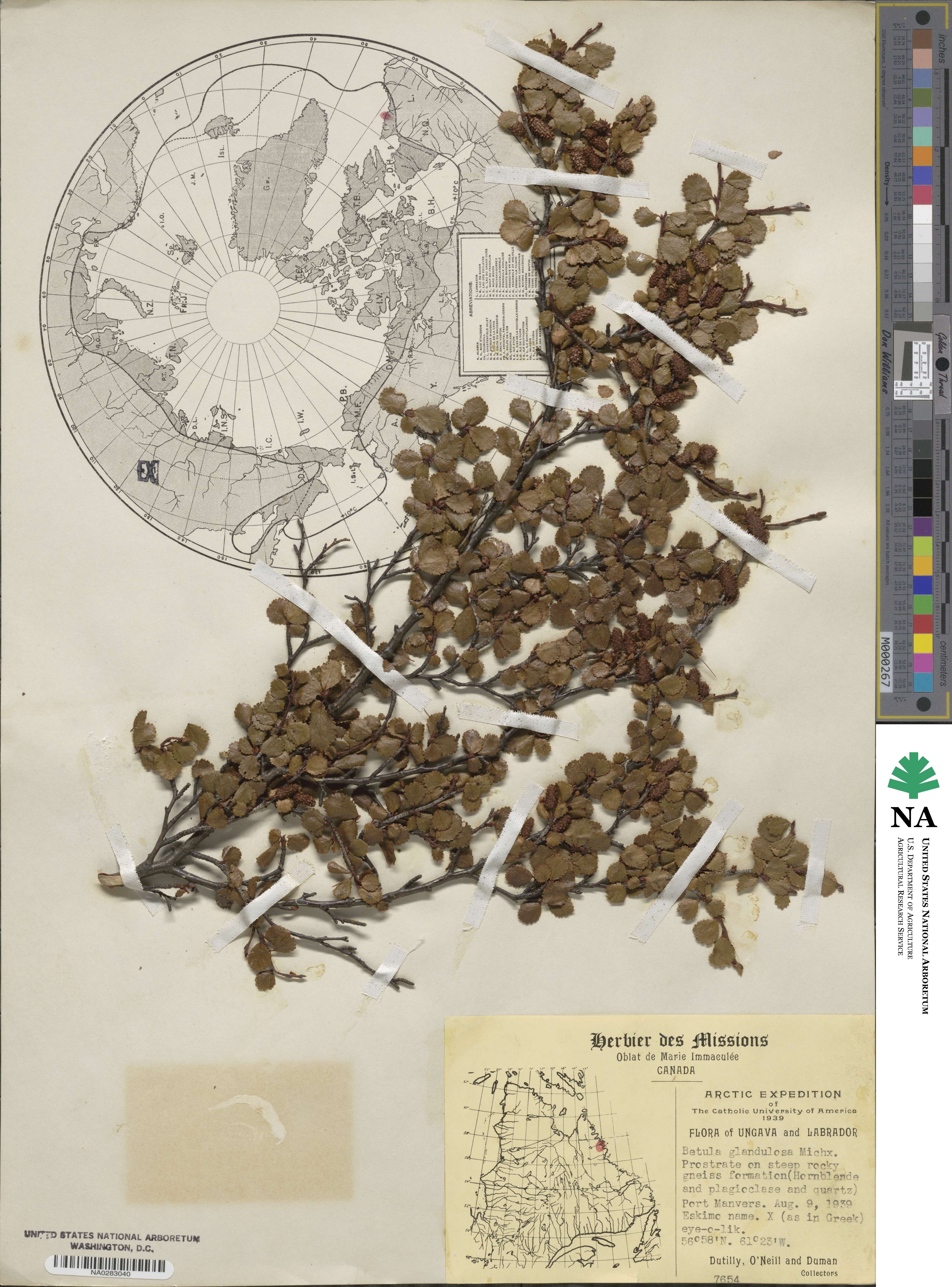 Betula glandulosa image