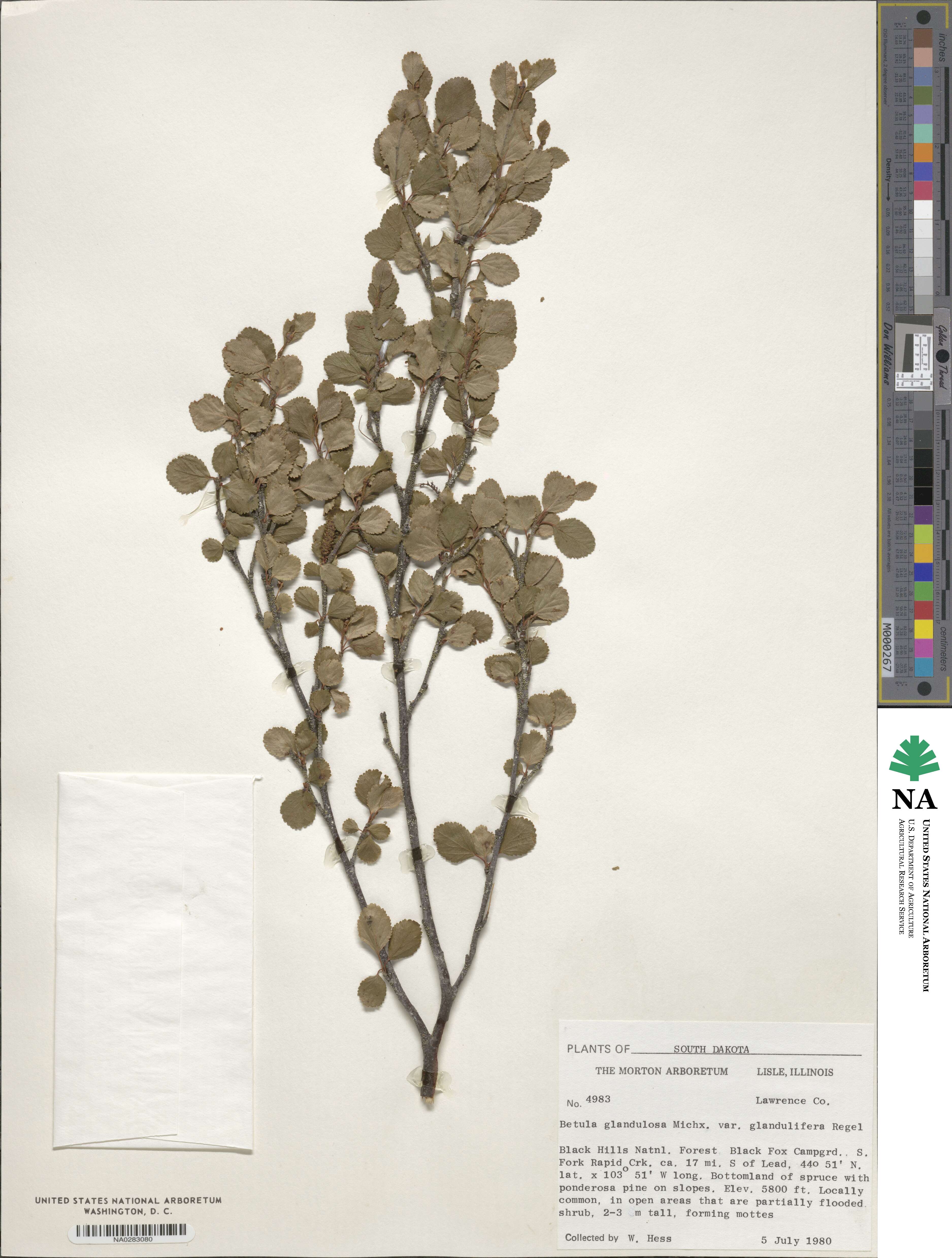 Betula pumila image