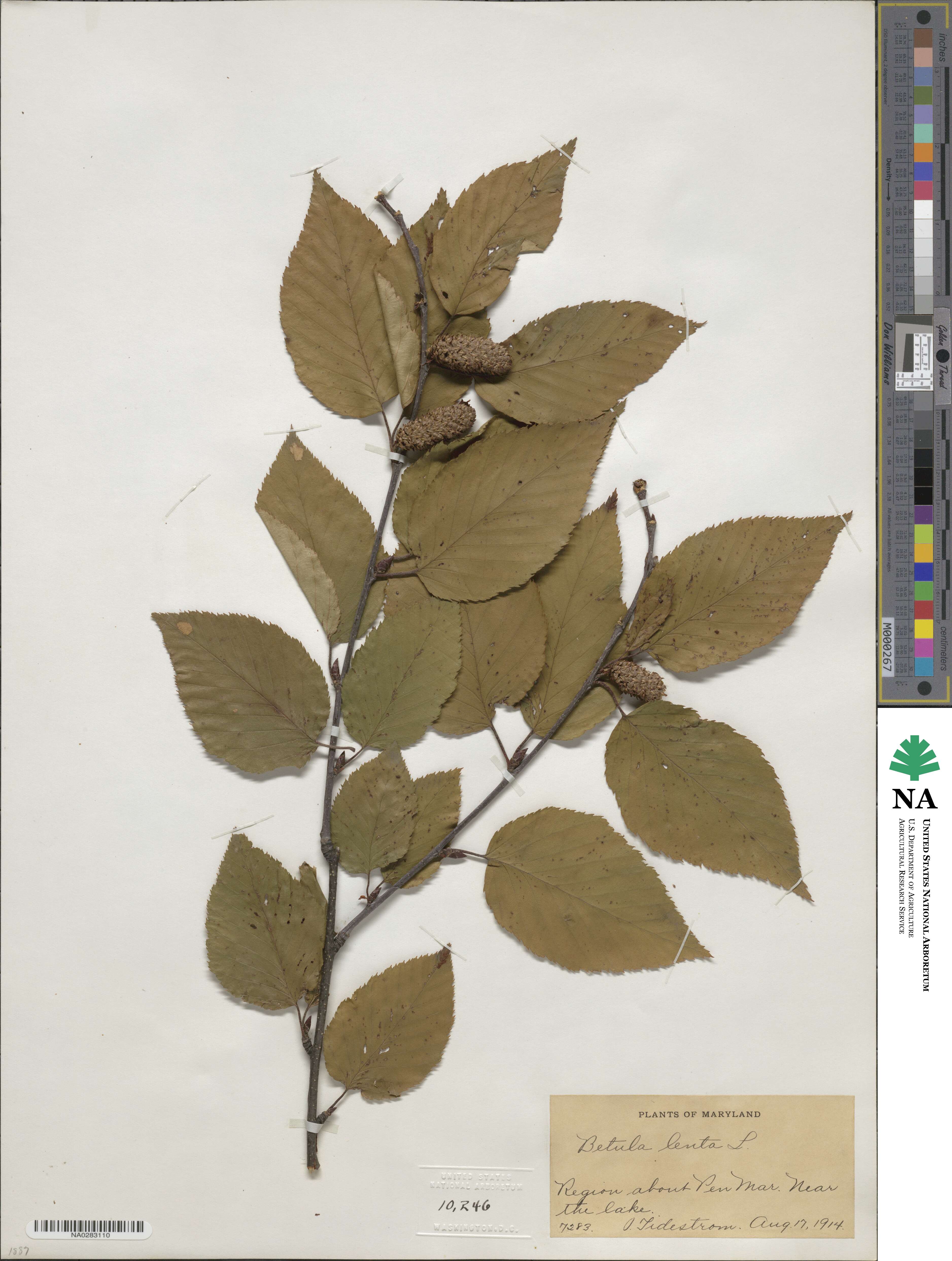 Betula lenta image