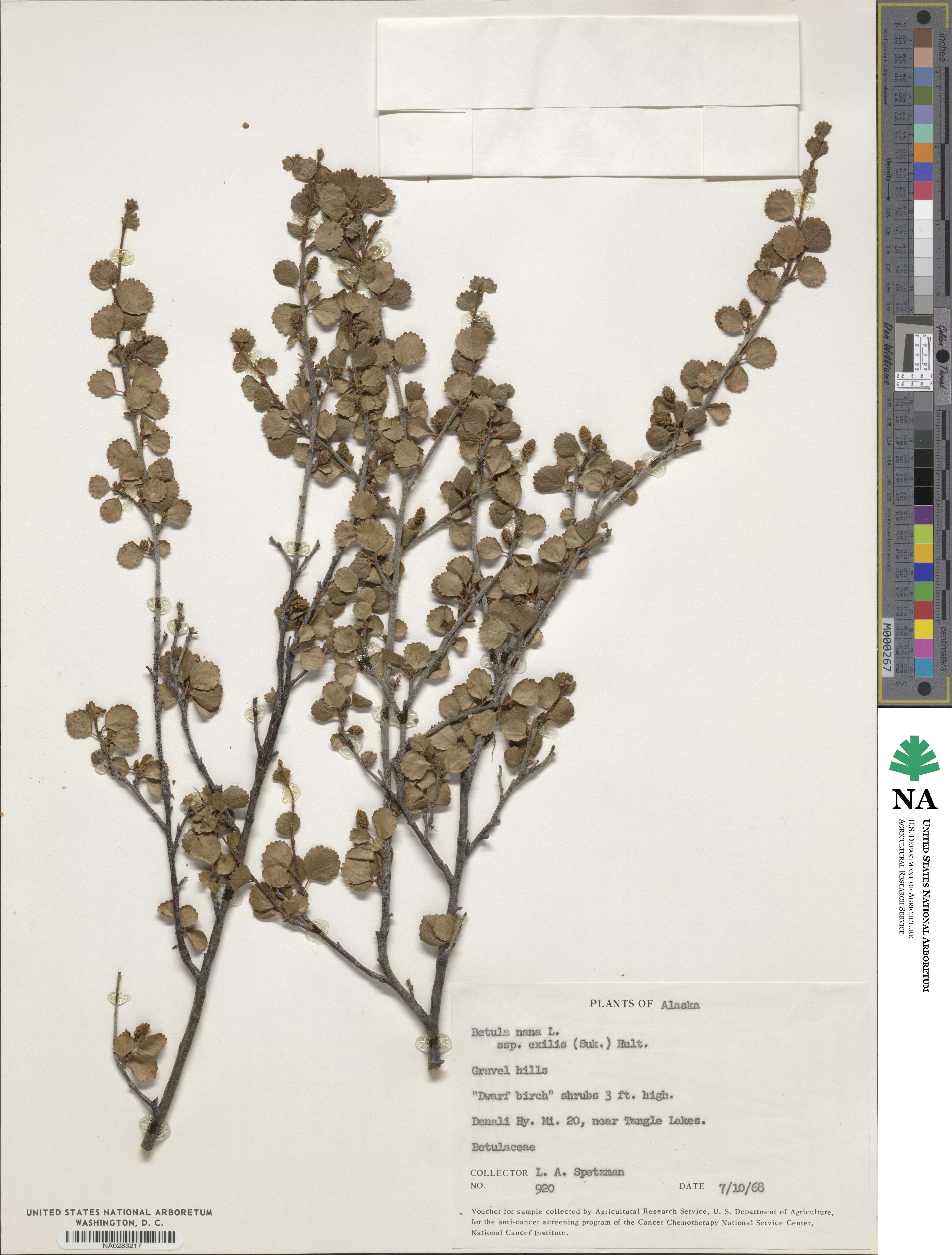 Betula glandulosa image