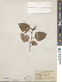 Betula nigra image