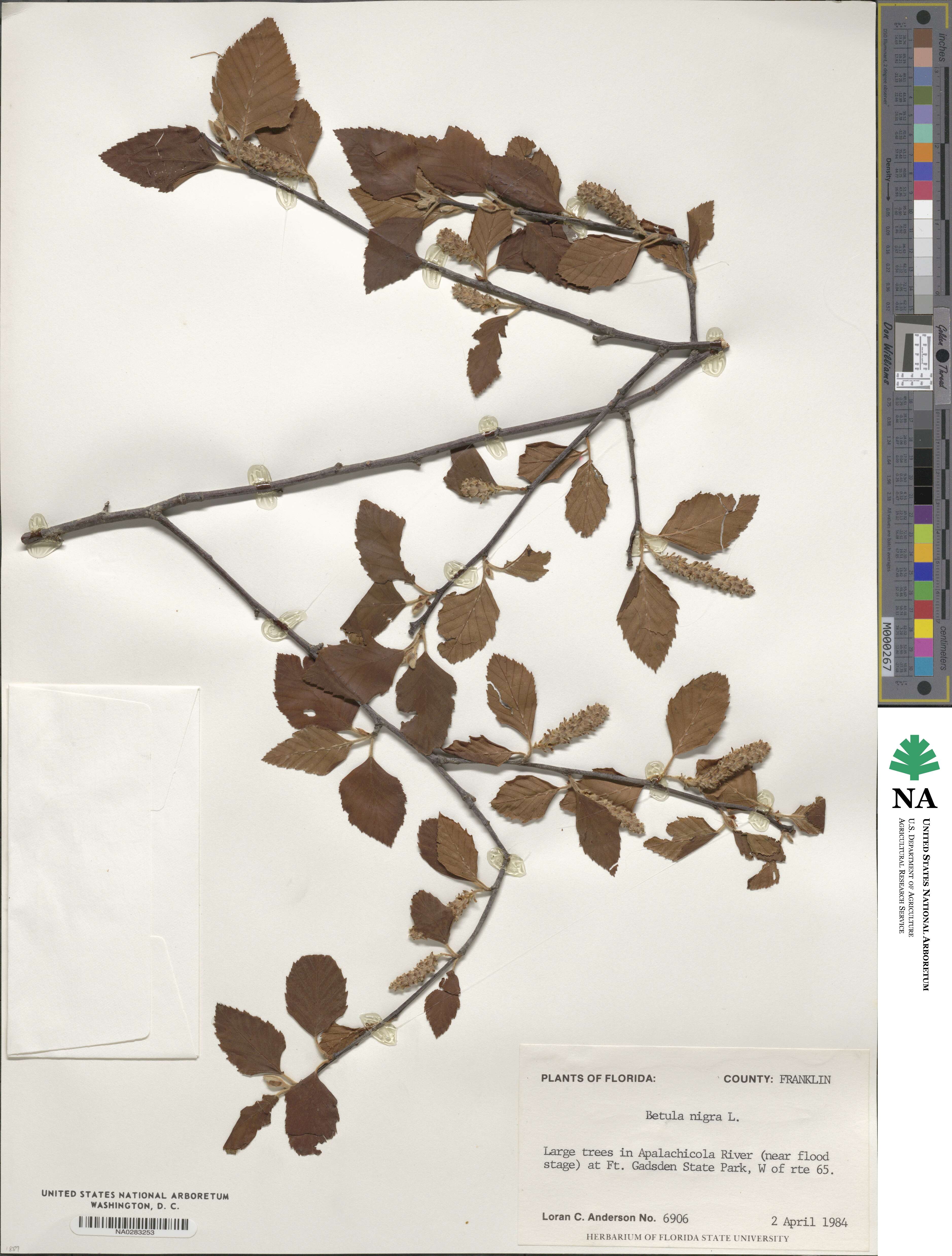 Betula nigra image