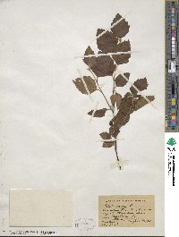 Betula nigra image
