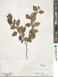 Betula nigra image