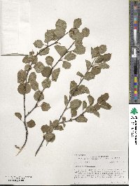 Betula occidentalis image