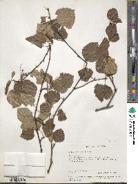 Betula occidentalis image