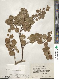 Betula occidentalis image