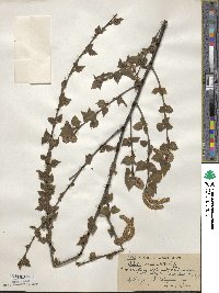 Betula occidentalis image