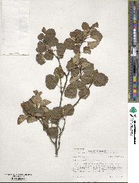 Betula occidentalis image