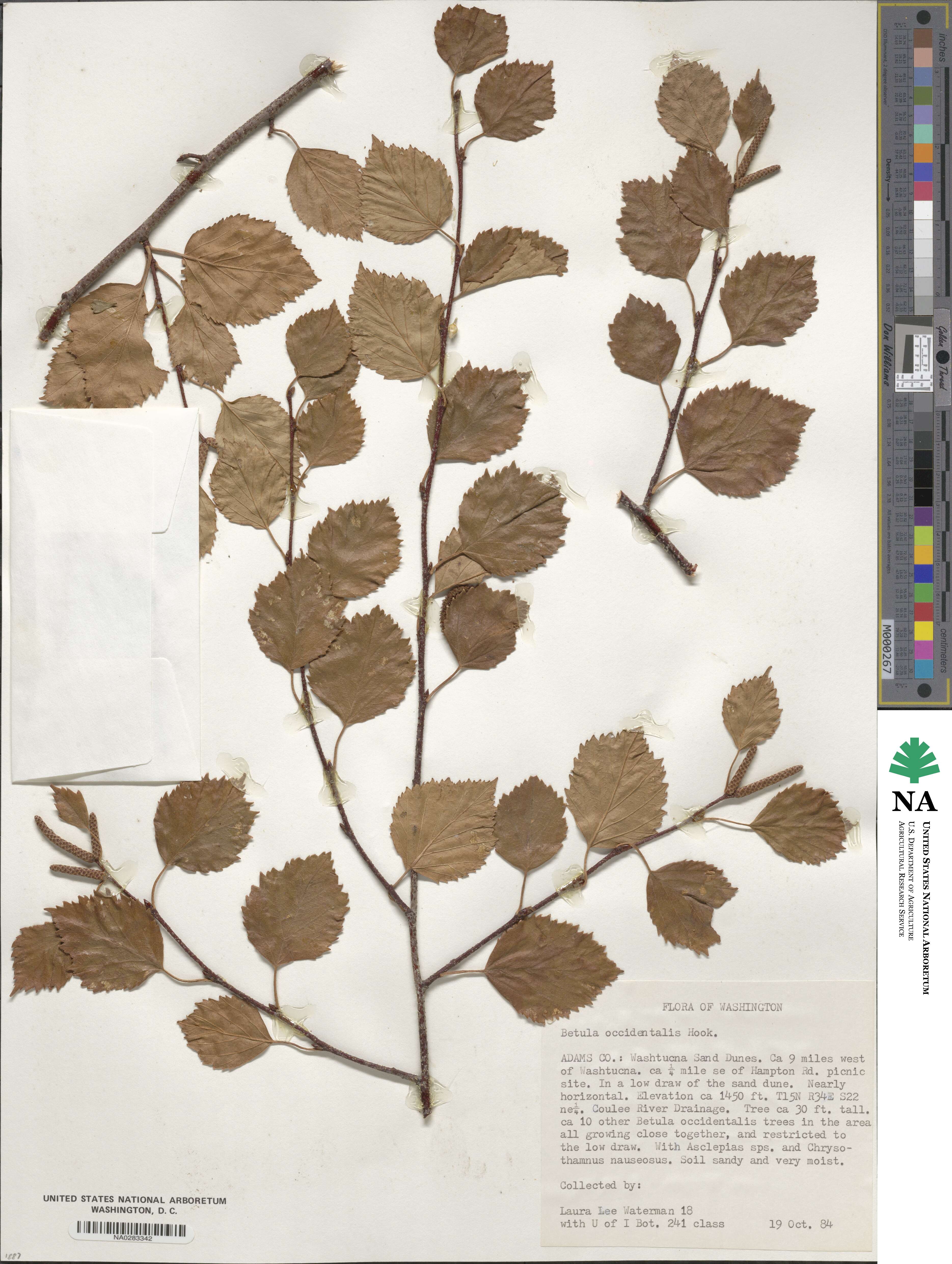 Betula occidentalis image