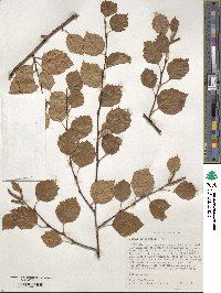 Betula occidentalis image