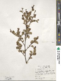 Betula occidentalis image