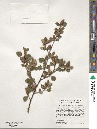 Betula occidentalis image