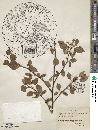 Betula occidentalis image