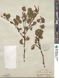 Betula occidentalis image
