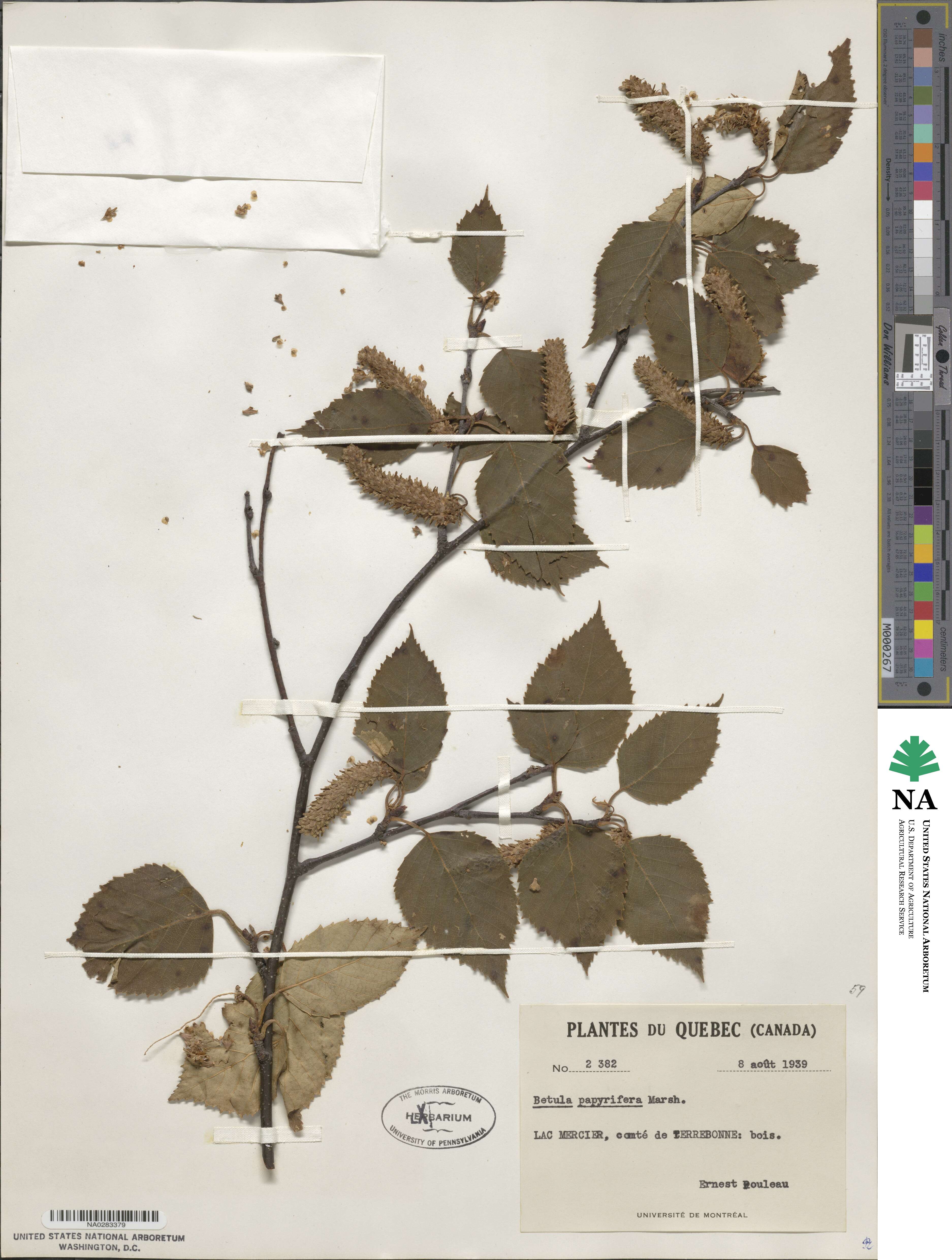 Betula papyrifera image