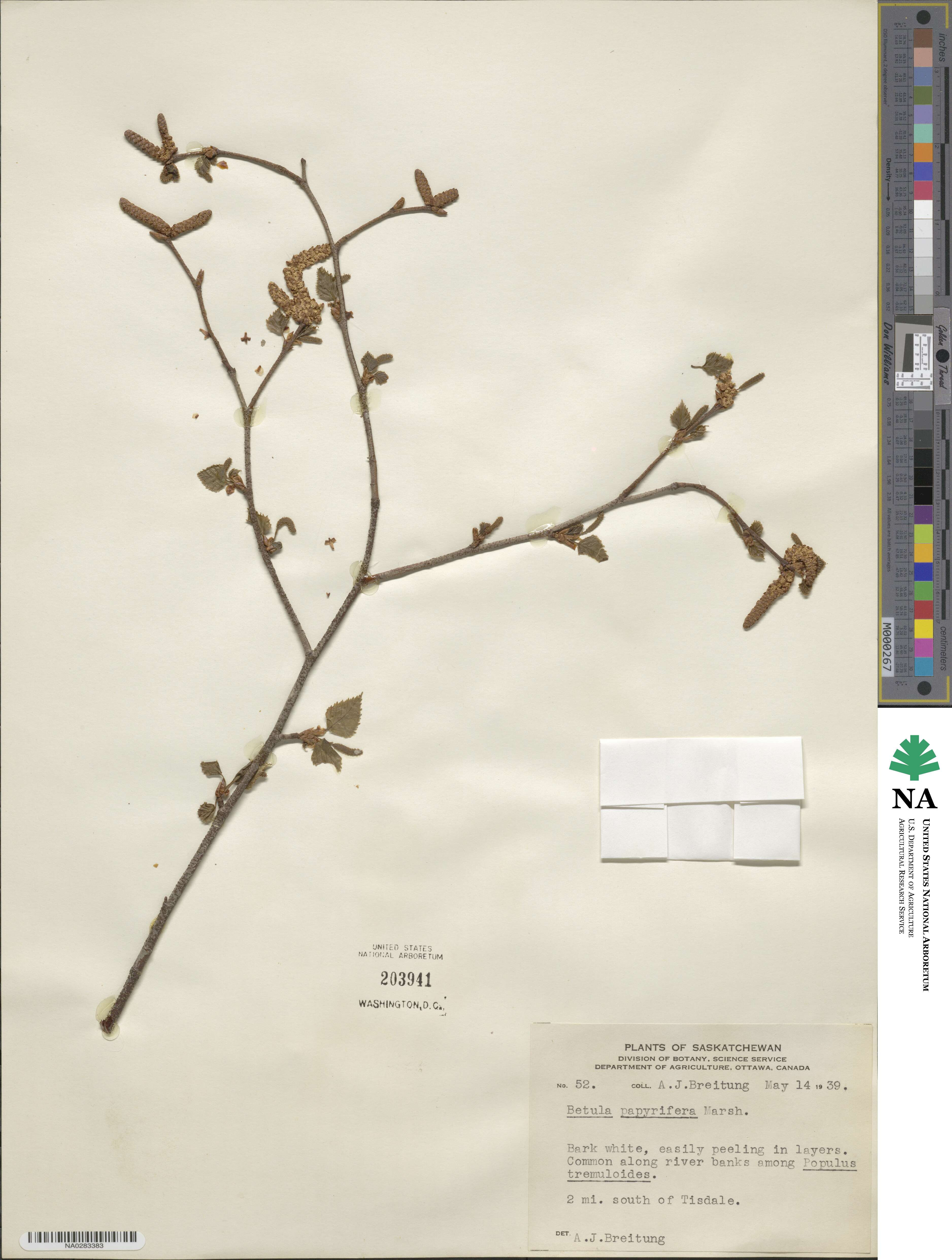 Betula papyrifera image