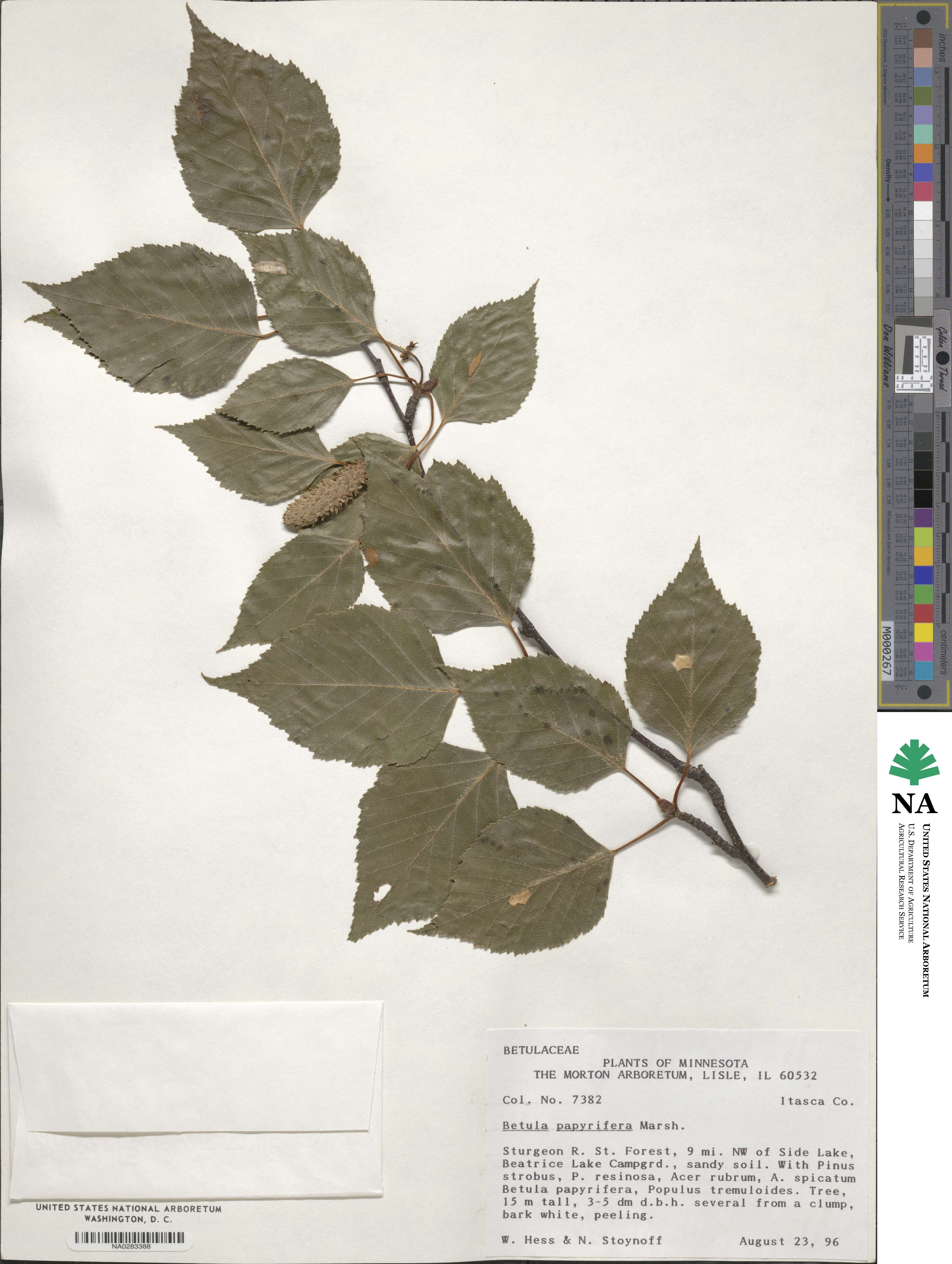 Betula papyrifera image