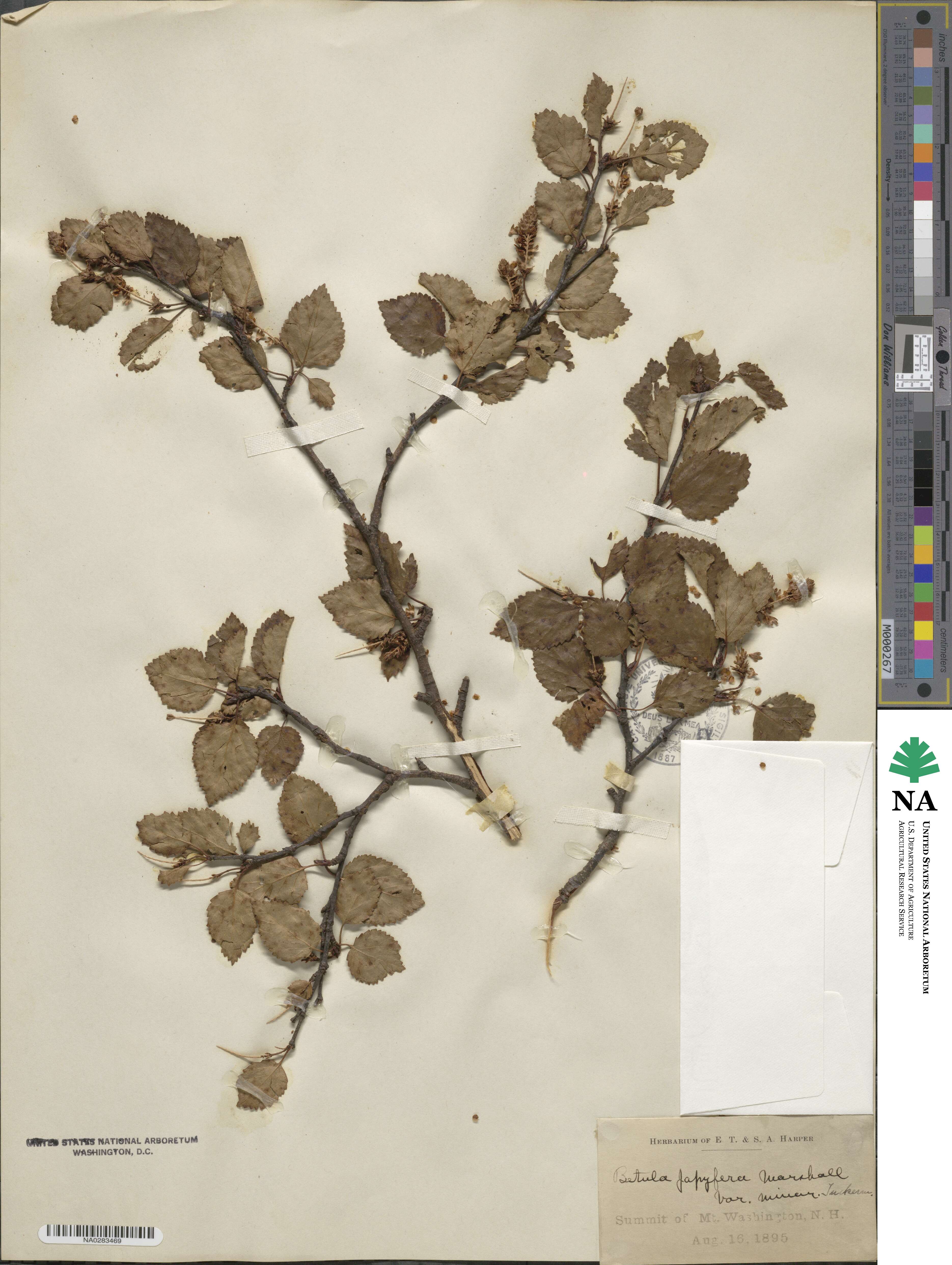 Betula papyrifera var. minor image
