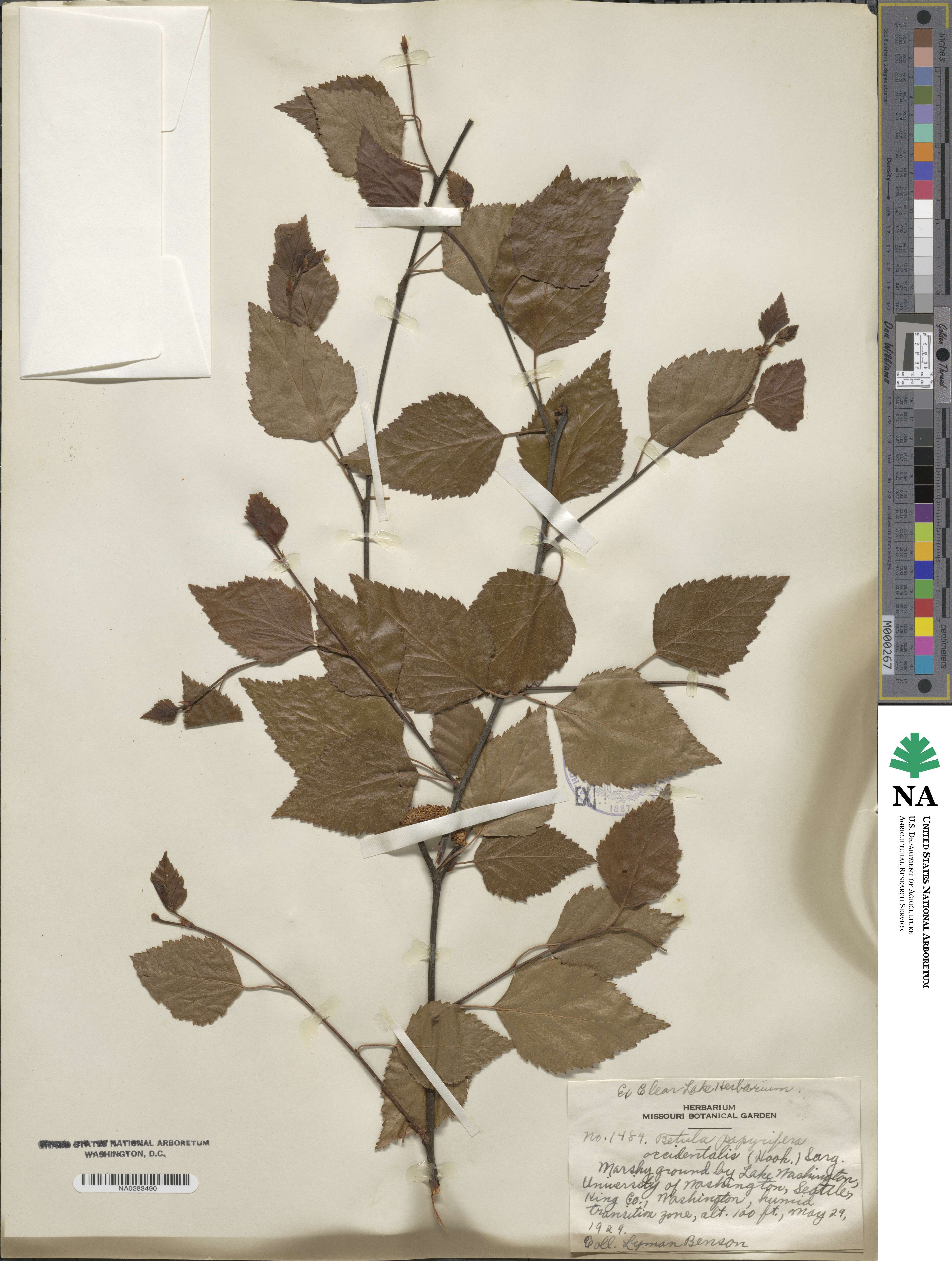 Betula occidentalis image
