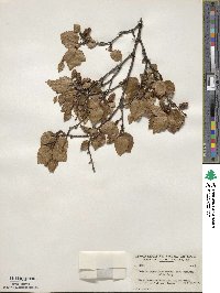 Betula occidentalis image