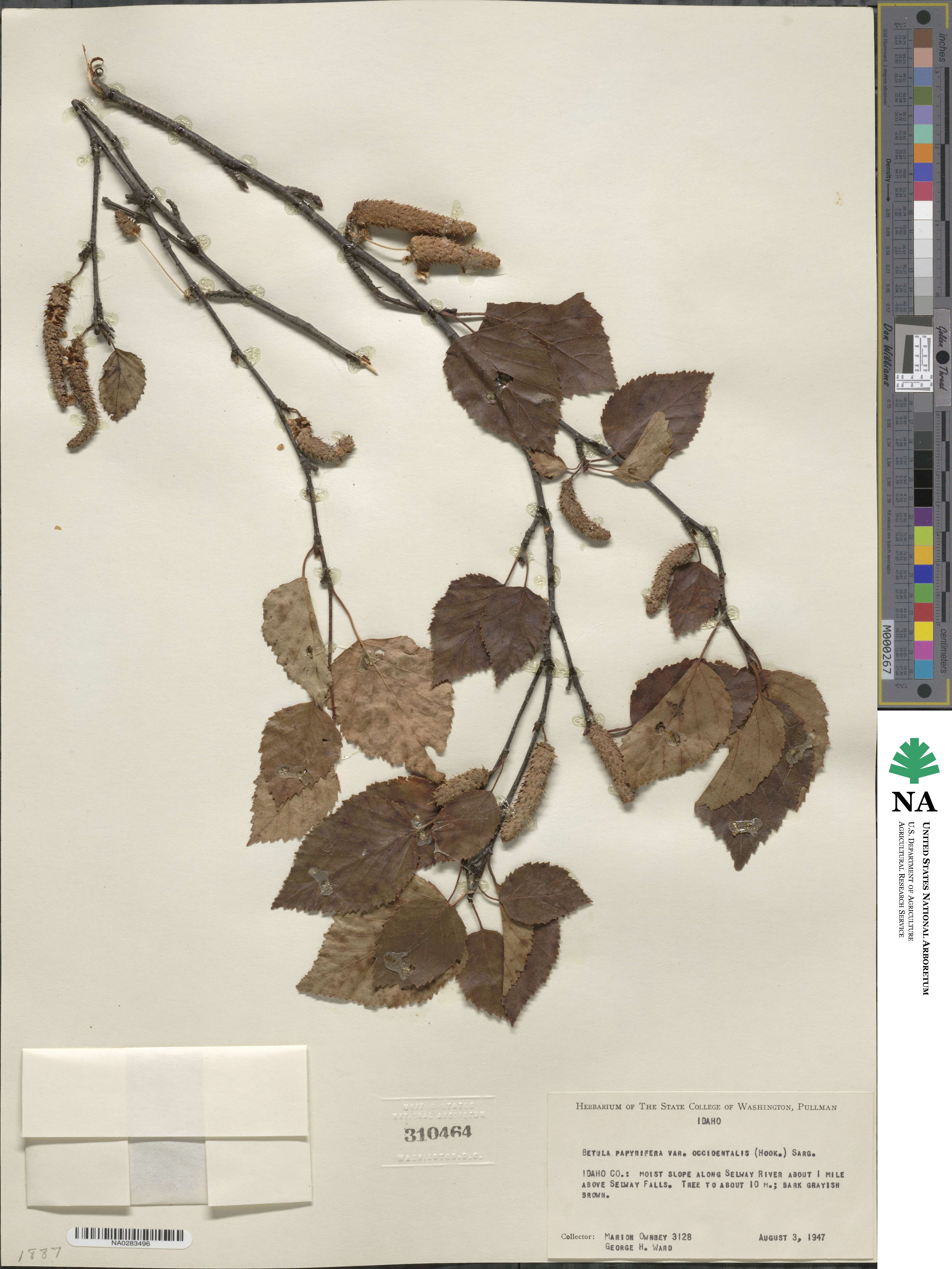 Betula occidentalis image