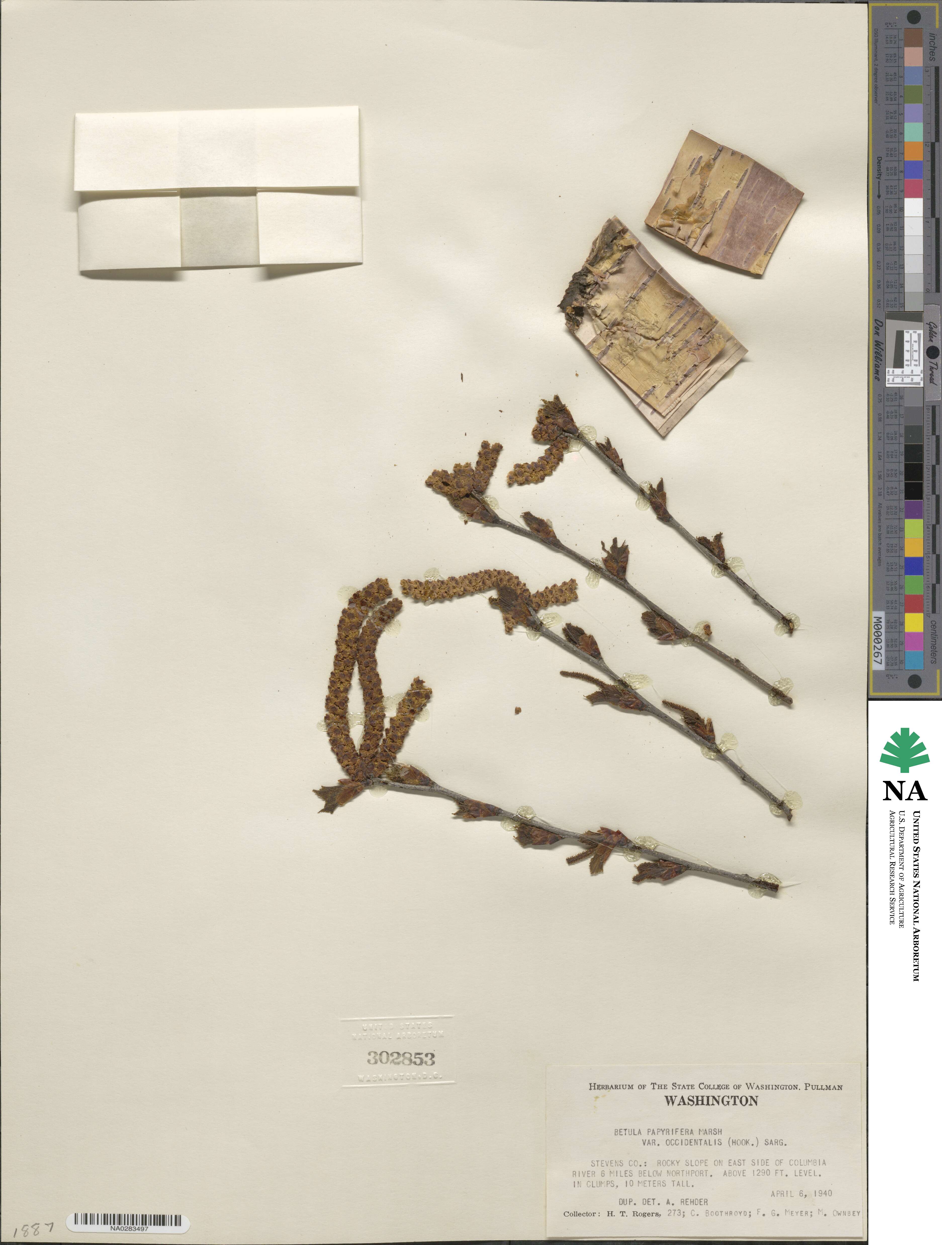 Betula occidentalis image