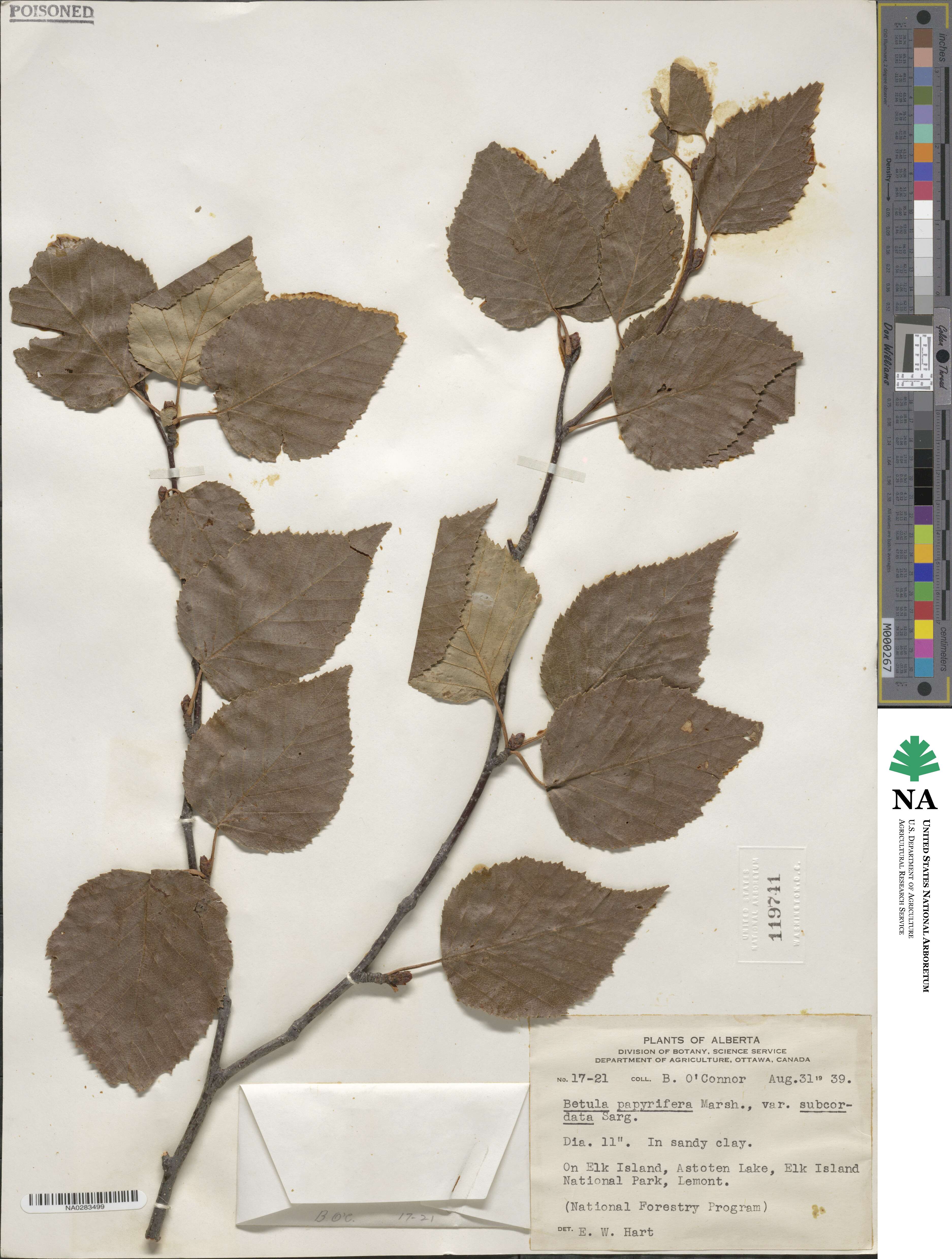 Betula papyrifera image