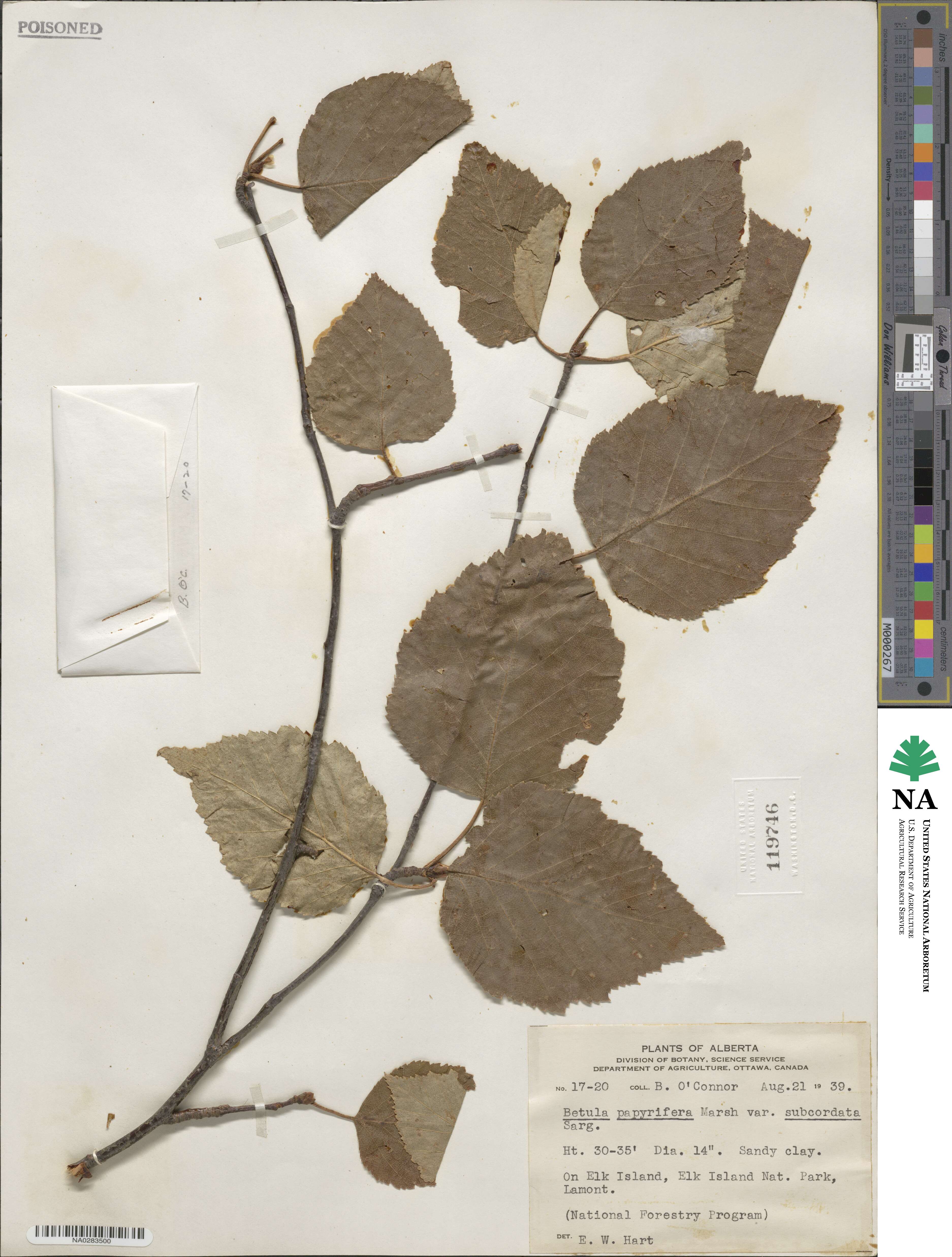 Betula papyrifera image