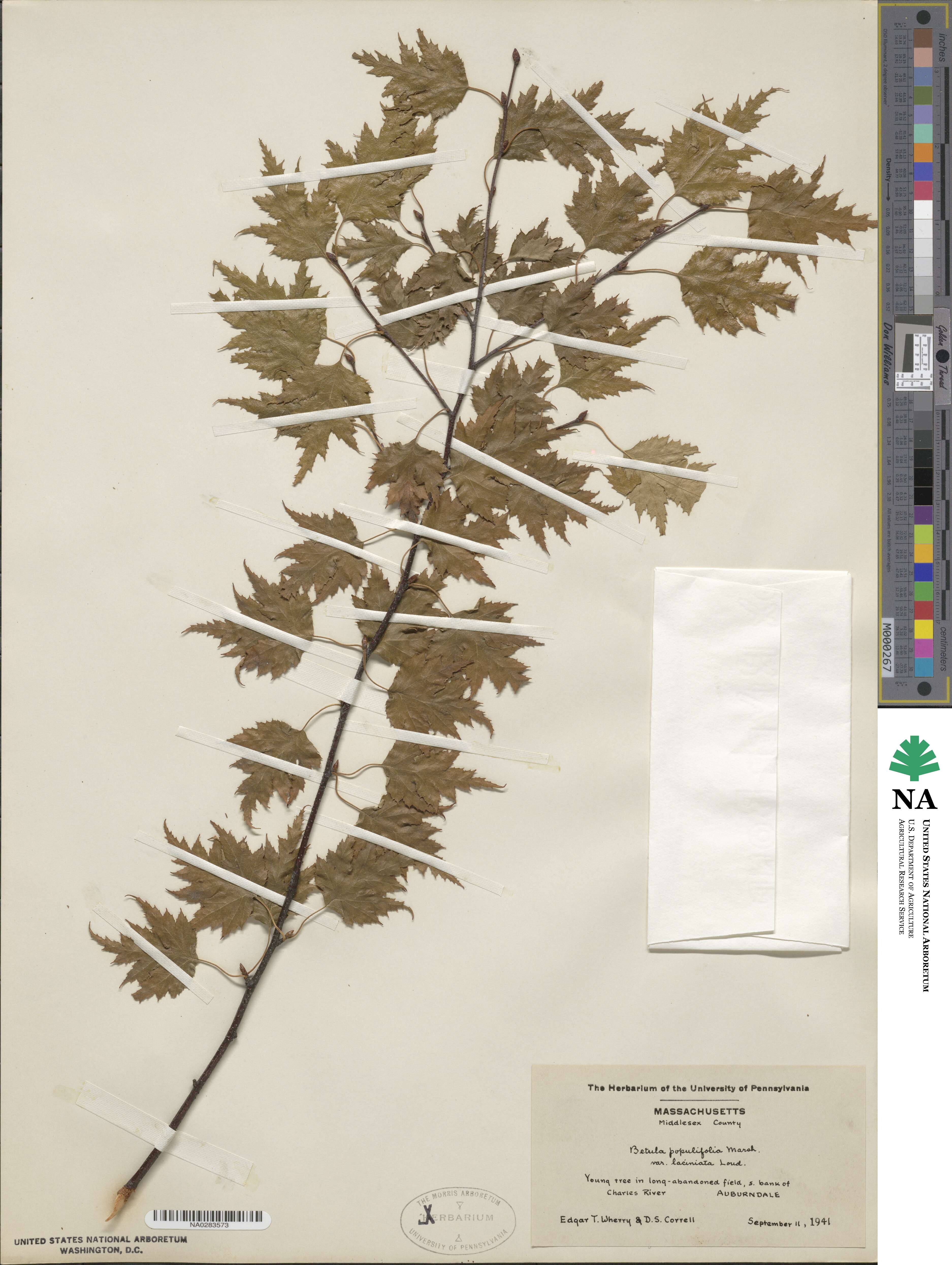 Betula populifolia image