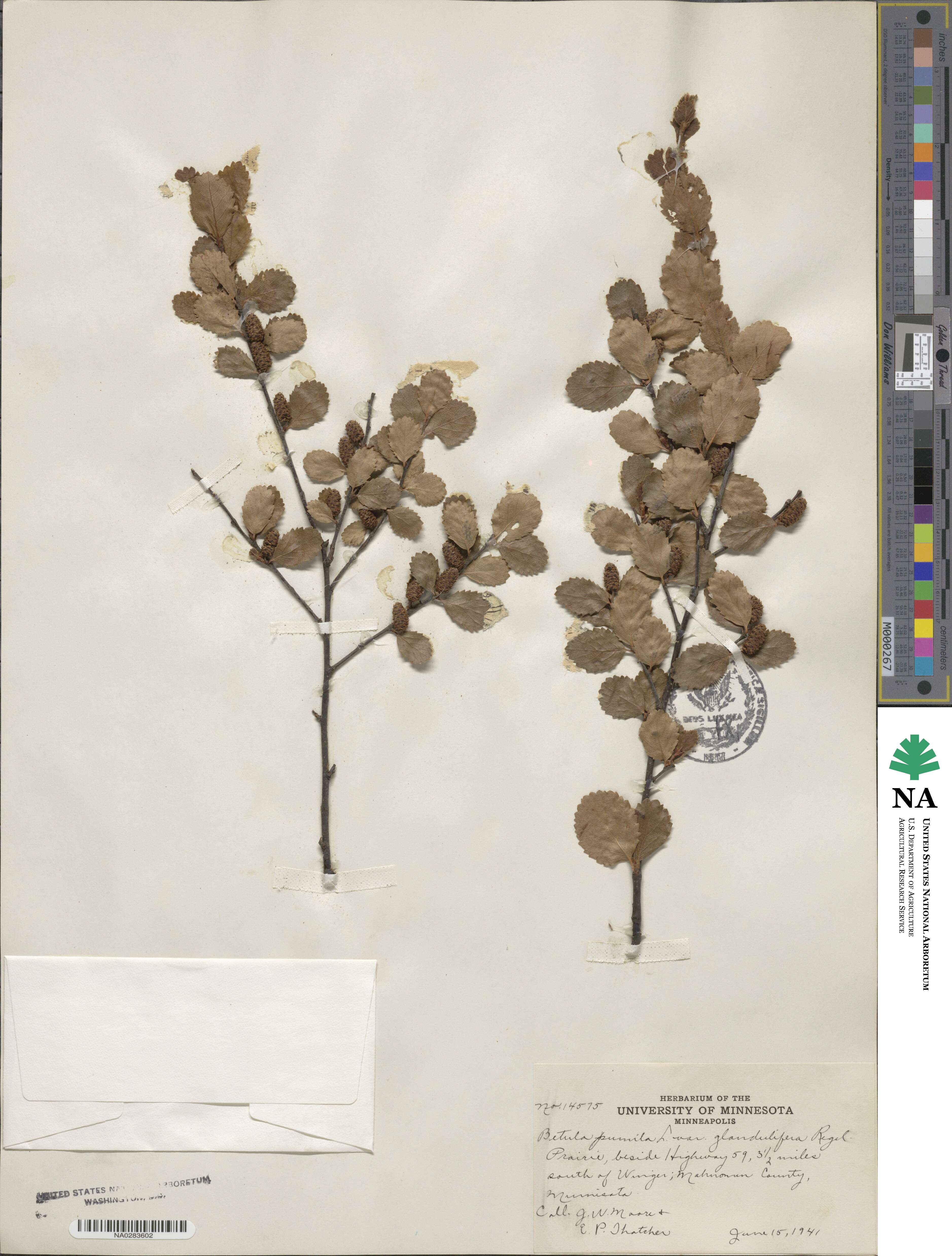 Betula pumila image